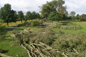 commercial tree surgery throughout the east midlands by canopy tree services