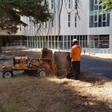 stump removal canopy trees