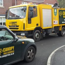 tree felling and removal - canopy trees