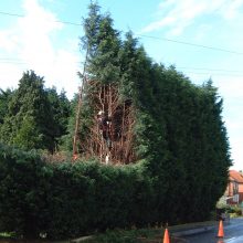 hedge trimming canopy trees