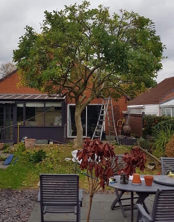 tree surgery in Derby, Nottingham and Loughborough by Canopy Tree Services