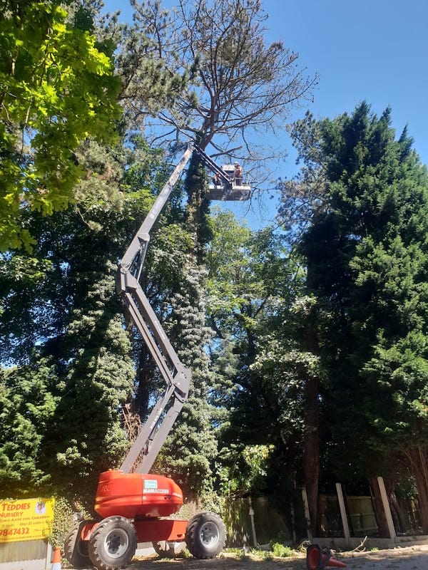 Tree felling derby and tree removal in Derby, Loughborough and nottingham