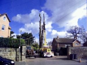 tree_removal_nottingham-2-300×225