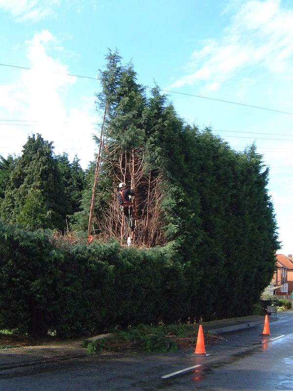 hedge cutting by Canopy Tree Services