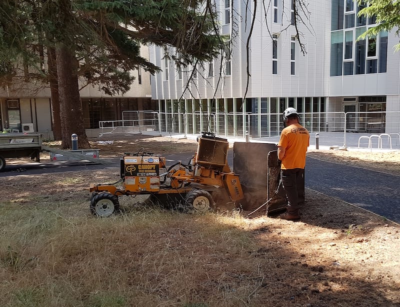 Tree stump removal in the East Midlands