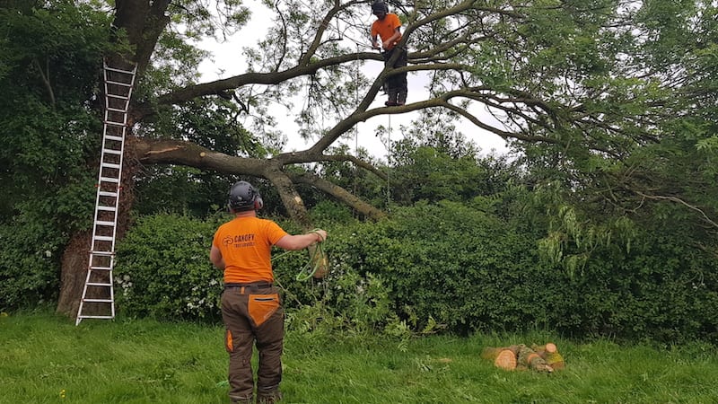 Emergency Tree Surgery | Canopy Tree Services