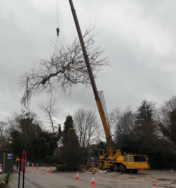 Tree work with a crane in Loughborough