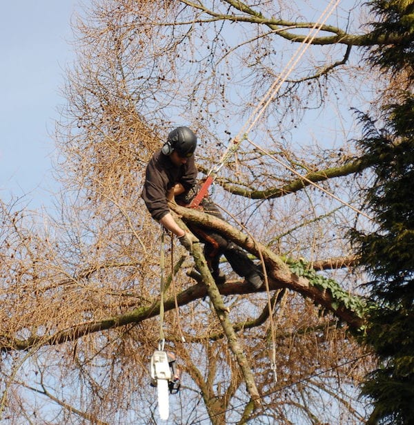 Tree surgeon Derby