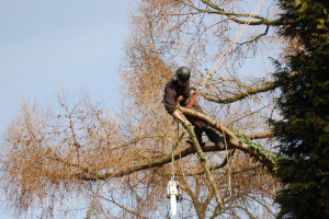 other terms for tree surgeons