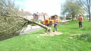 tree removal derby