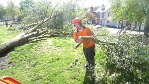 tree removal derby