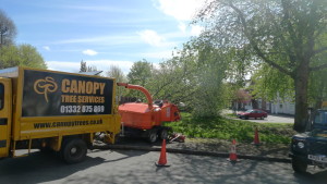 tree surgeon derby