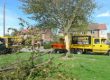 tree surgeon nottingham
