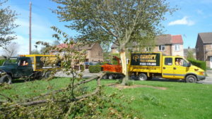 Nottingham tree surgeon advice