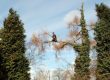 tree care advice