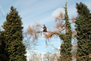 Tree care advice in Nottingham