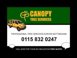 Arb approved tree surgeon in Nottingham